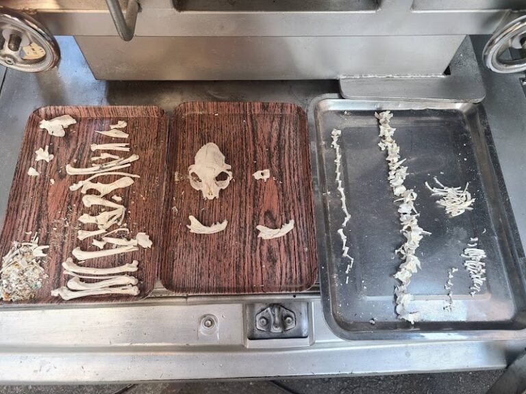 ペット火葬 ペットの空の写真