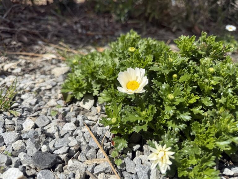 訪問ペットセレモニー虹の橋の写真