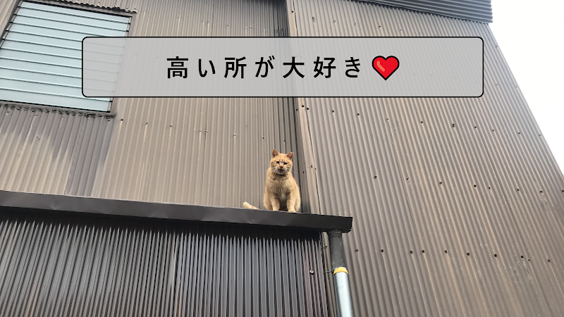 山の上のベルナペットセレモニーの写真