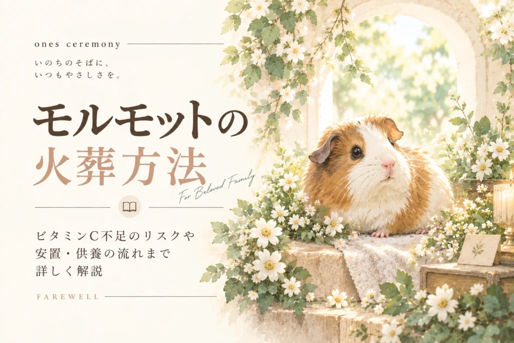 モルモット 火葬について伝える、白い花と柔らかな自然光に囲まれたモルモットと、ビタミンC不足のリスクや安置・供養の流れをまとめたアイキャッチ