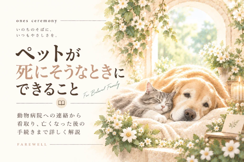 ペット 死にそうなときにできることを伝える、白い花と自然光に包まれた犬と猫と、動物病院への連絡や看取り、亡くなった後の手続きをまとめたアイキャッチ